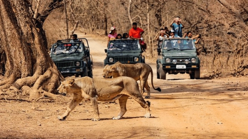 Sasan Gir Tour Package